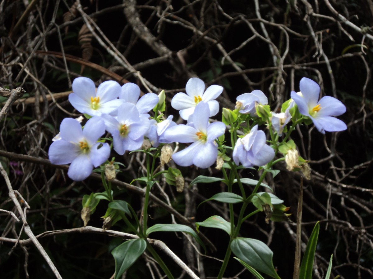 Exacum pallidum (Trimen) Klack.